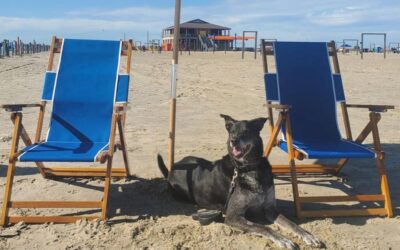 Unleash the Fun | Top things to do with your dog in Galveston