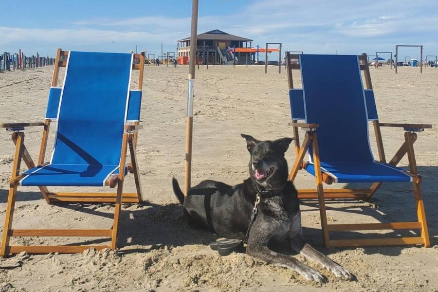 Dog with a leash on the beach.